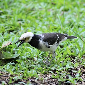 Black-collared Starling (Sturnus nigricollis)