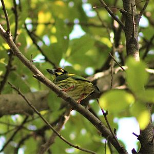 Coppersmith Barbet (Megalaima haemacephala)