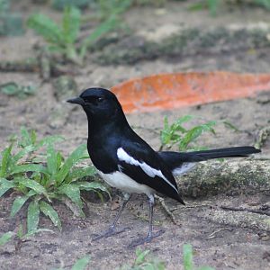 Oriental Magpie-Robin (Copsychus saularis)