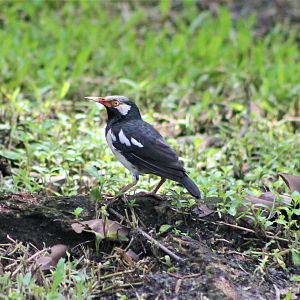 Asian Pied Starling (Sturnus contra)