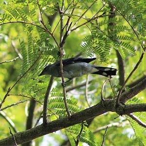 Black-winged Cuckoo-Shrike (Coracina melaschistos)