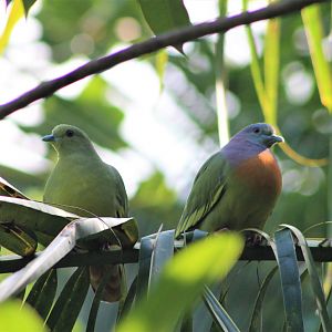 Pink-necked Green Pigeons (Treron vernans)