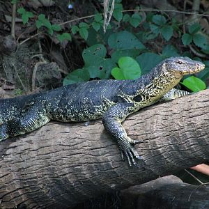 Asian Water Monitor (Varanus salvator)