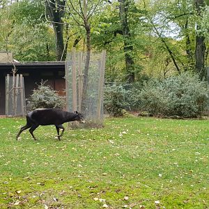 Yellow-backed duiker