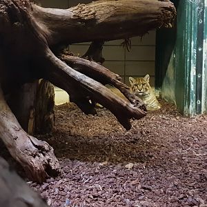 South-east Asian golden cat