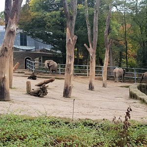African Elephant outdoor