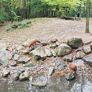 Chinese dhole exhibit
