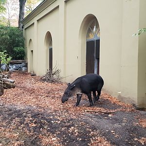 Baird's tapir