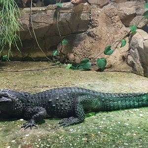 Dwarf crocodile