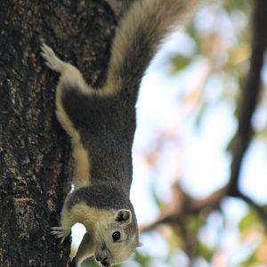 Variable Squirrel (Callosciurus finlaysonii)