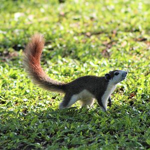 Variable Squirrel (Callosciurus finlaysonii)