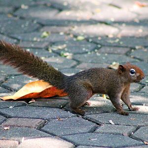 Variable Squirrel (Callosciurus finlaysonii)