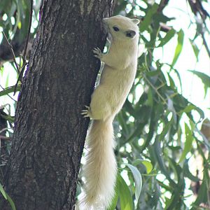 Variable Squirrel (Callosciurus finlaysonii)