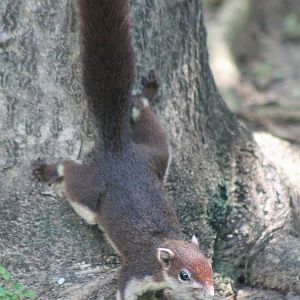 Variable Squirrel (Callosciurus finlaysonii)