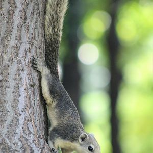 Variable Squirrel (Callosciurus finlaysonii)