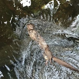 Spotted necked otter