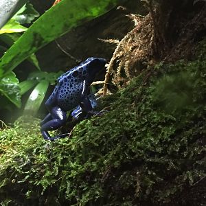 Blue poison frog