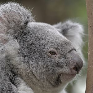 Queensland koala