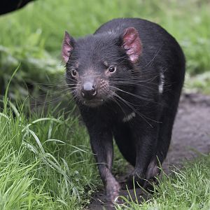 Tasmanian devil