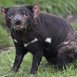 Tasmanian devil