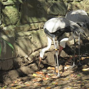 wattled crane
