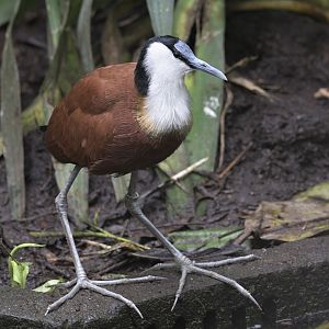 African jacana