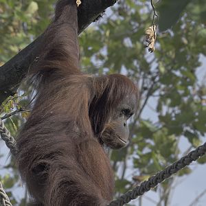 Sumatran orang utan 'Sinta'