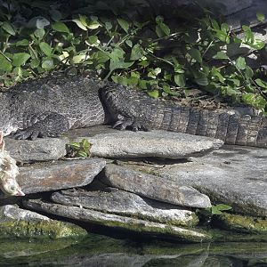 Chinese alligator + snack