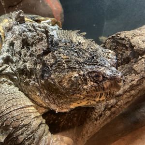 common snapping turtle