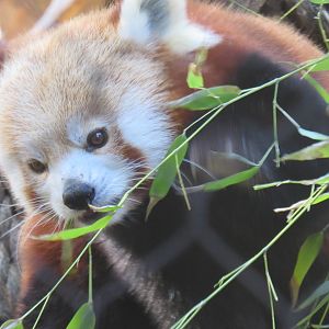 red panda