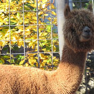 alpaca