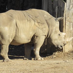 White rhino