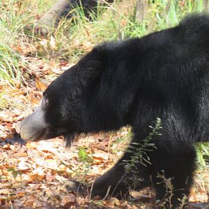 sloth bear
