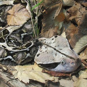 gaboon viper