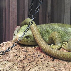 Prehensile tailed skink