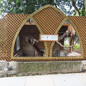 Common barn owl aviary, 2019-10-05