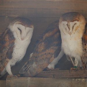 Common barn owls (Tyto alba), 2019-10-05