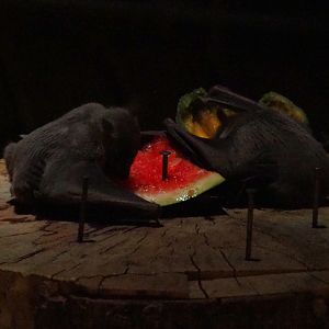 Egyptian fruit bats (Rousettus aegyptiacus) feeding, 2019-10-05