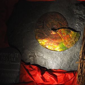 Examples of Treasure Cave objects - Large iridescent ammonite fossil from Alberta, Canada (2019-10-05)