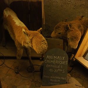 Examples of Treasure Cave objects - Mutant calves taxidermy specimens (2019-10-05)
