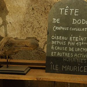 Examples of Treasure Cave objects - Dodo head replica (2019-10-05)