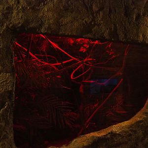 Grey mouse lemur exhibit, 2019-10-05