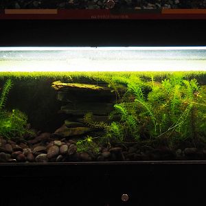 Okinawa sword-tailed newt aquarium, 2019-10-05