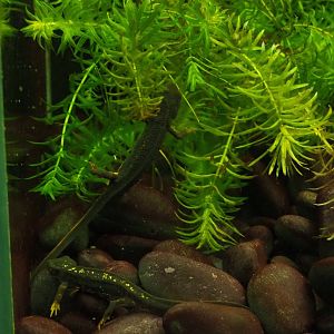 Okinawa sword-tail newts or Gold dust newts (Cynops ensicauda popei), 2019-10-05