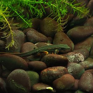 Okinawa sword-tail newt or Gold dust newt (Cynops ensicauda popei), 2019-10-05