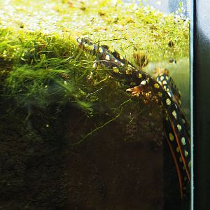 Lake Urmia newt (Neurergus crocatus), 2019-10-05