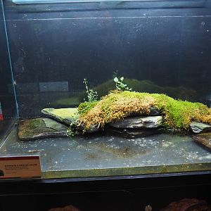 European yellow-bellied toad terrarium, 2019-10-05