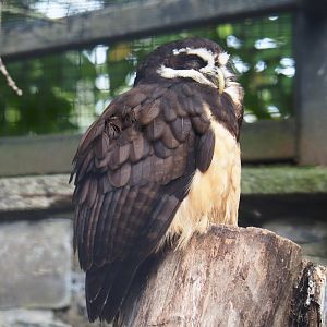 Spectacled Owl (Pulsatrix perspicillata), 2019-10-05