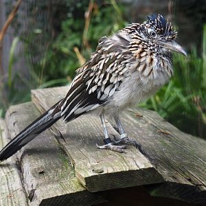Greater roadrunner (Geococcyx californianus)