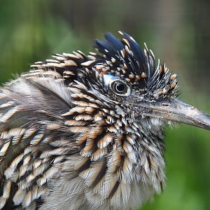 Greater roadrunner (Geococcyx californianus), 2019-10-05